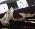 Apodemus sp.